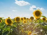 sunflower field under white clouds and blue sky