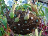 A group of green plants growing in a cage
