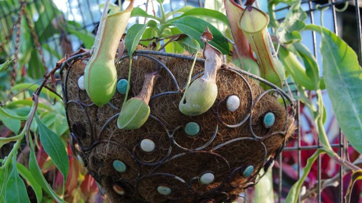 Jak chronić rośliny w ogrodzie przed nagłymi przymrozkami? Praktyczny poradnik.