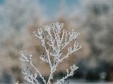 A frost-covered plant branch against a blurred background.
