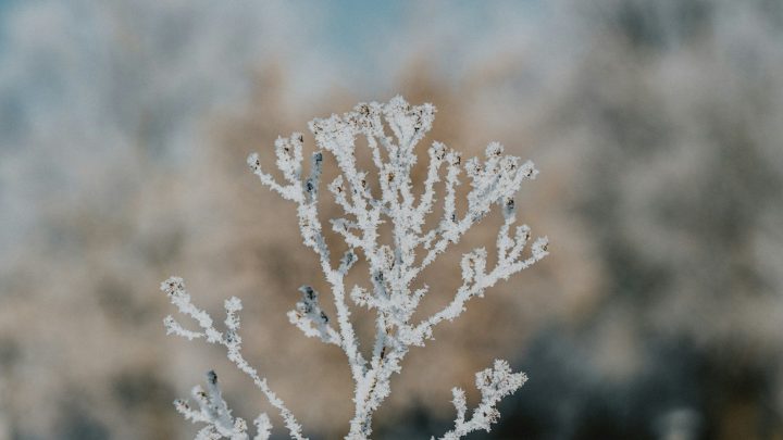 Jak chronić rośliny w ogrodzie przed przymrozkami i suszą? Praktyczne metody