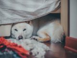 a dog lying under a bed