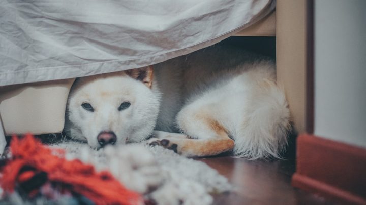 Co zrobić, gdy pies lub kot boi się burzy? Praktyczne sposoby na uspokojenie zwierząt w trakcie nawałnic