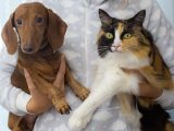 Close-up of a dachshund dog and calico cat being held together, showcasing their adorable companionship.