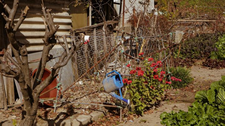 Długoterminowe strategie dla ogrodu i domu na wypadek suszy: Jak efektywnie oszczędzać wodę i adaptować się do zmieniającego klimatu?