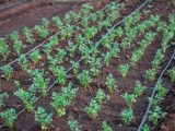 Young vegetable plants growing with drip irrigation system in a fertile field.