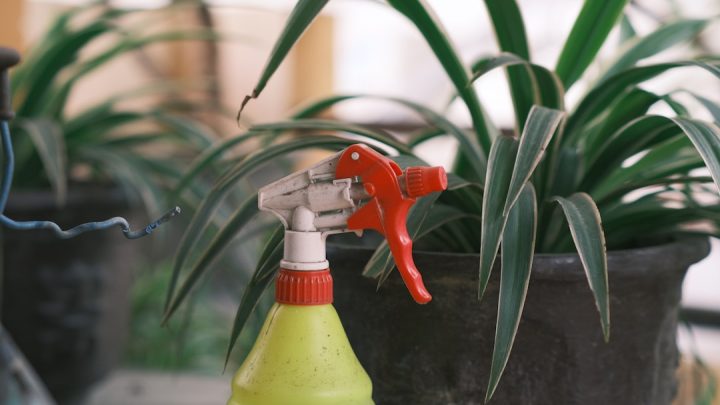 Jak chronić rośliny doniczkowe przed szkodnikami wywołanymi wilgotnością powietrza po deszczach?