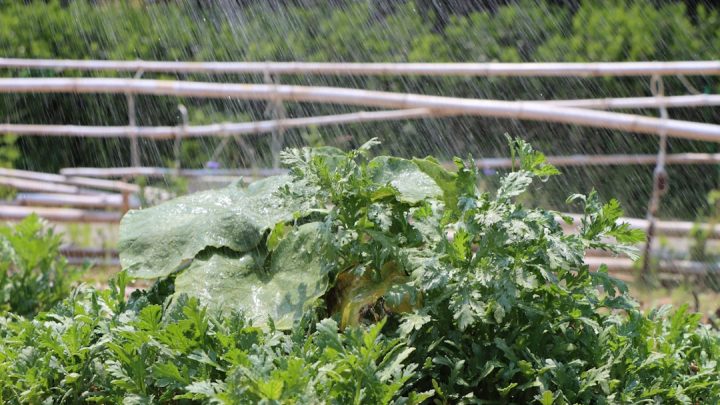 Jak dostosować nawadnianie ogrodu do prognozy pogody i faz księżyca? Praktyczny poradnik dla działkowców