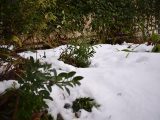 a snow covered area with bushes and bushes