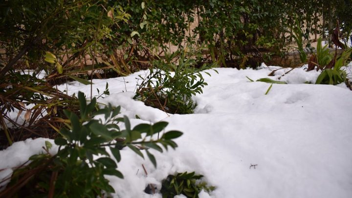Jak pielęgnować ogród po gradobiciu? Ratowanie roślin i zapobieganie dalszym szkodom.