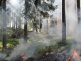 A smoky forest fire captured in the wilderness with burning trees and dense smoke.