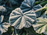 Close-up of frost-covered leaves in Tehran, showcasing nature's beauty in winter.