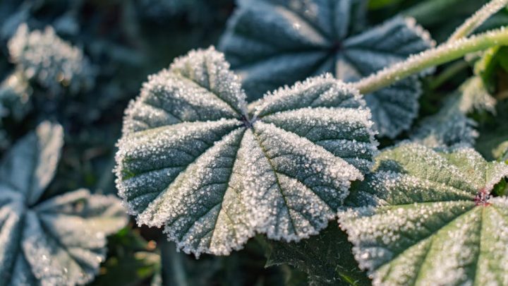 Jak prognozować mrozy na podstawie obserwacji przyrody? Domowe metody przewidywania zimowych spadków temperatury.