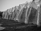 Monochrome image of vineyard with plastic netting for protection from elements.