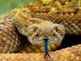 brown snake on brown soil