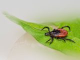 Close-up of a castor bean tick (Ixodes ricinus) on a green leaf, highlighting details and textures.