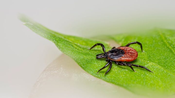 Pogoda a choroby odkleszczowe: Czy wilgotność i temperatura wpływają na aktywność kleszczy i ryzyko zachorowania?