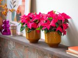 Two potted poinsettias on a shelf