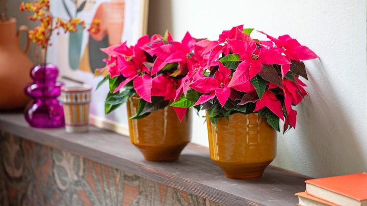 Pogoda a rośliny doniczkowe: Jakie warunki są dla nich najlepsze i jak je dostosować do pory roku?