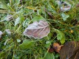 a group of leaves sitting on top of a lush green field