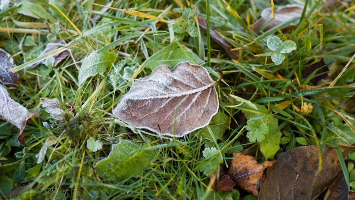 Przygotowanie ogrodu na jesienne przymrozki: Jakie rośliny wymagają szczególnej ochrony i kiedy zacząć działać?