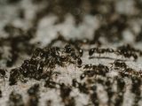 a group of ant ant ant ant ant ant ant ant ant ant ant ant ant