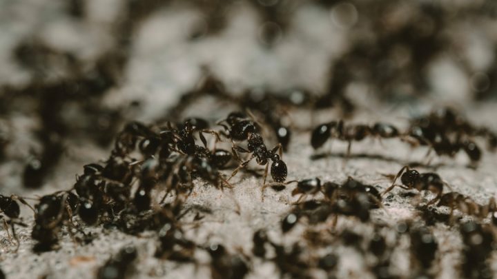 Sezon na mrówki faraona w domu: Jak prognozy pogody i wilgotność wpływają na ich pojawienie się i jak się ich pozbyć?