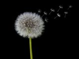 white dandelion