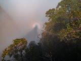 A stunning view of a foggy forest with a Brocken Spectre and halo effect.