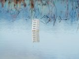 Close-up of a flood gauge in water, reflecting calm surroundings. Perfect for environmental themes.