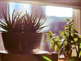 green plant in brown pot