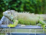 A vibrant green iguana resting calmly on a wire cage in an outdoor setting, showcasing its striking scales.