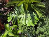 Lush tropical plants with sunlight casting shadows on large green leaves.