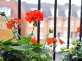 orange flowers with green leaves