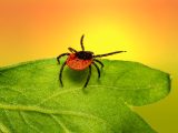 brown spider on green leaf