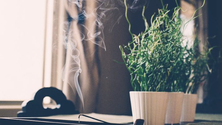 Wpływ jakości powietrza (smogu, pyłków, ozonu) na zdrowie i rozwój roślin doniczkowych i balkonowych