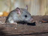 a rat sitting on a piece of wood