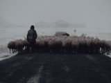 A shepherd guides a flock of sheep through a wintry landscape during a snowstorm.