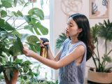 A young woman takes care of her indoor Monstera plant using a spray bottle.