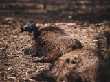 Wild boars lying on soil, displaying natural wildlife behavior in an outdoor setting.