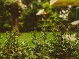 tilt shift lens photo of leaf