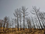 A landscape of bare, burnt trees standing lifeless after a wildfire, depicting nature's resilience.