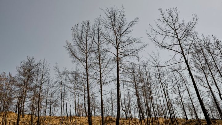 Wpływ zmian klimatycznych na lasy w Polsce: Susze, gradacje szkodników i zagrożenia pożarowe.