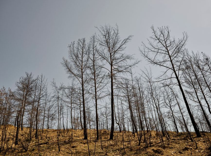 Wpływ zmian klimatycznych na lasy w Polsce: Susze, gradacje szkodników i zagrożenia pożarowe.
