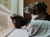 a dog and a cat looking out a window