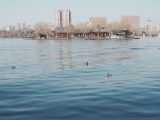 Calm lake scene with ducks and cityscape in the background, showcasing urban tranquility.