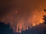 trees on fire