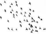 low angle photography of flock of silhouette of bird illustration