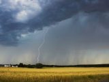 Lightning strikes over a vast golden wheat field under a stormy sky.