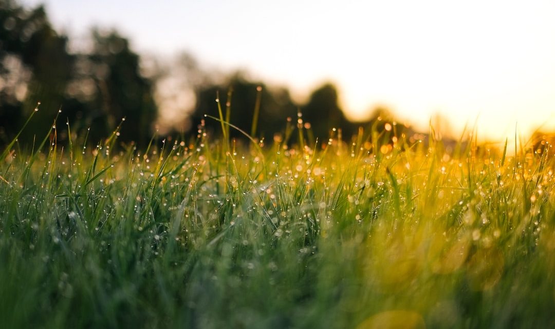Jak prognozy temperatury punktu rosy wpływają na ochronę upraw przed chorobami grzybowymi i szkodnikami? (Kategoria: Pogoda, Zdrowie)